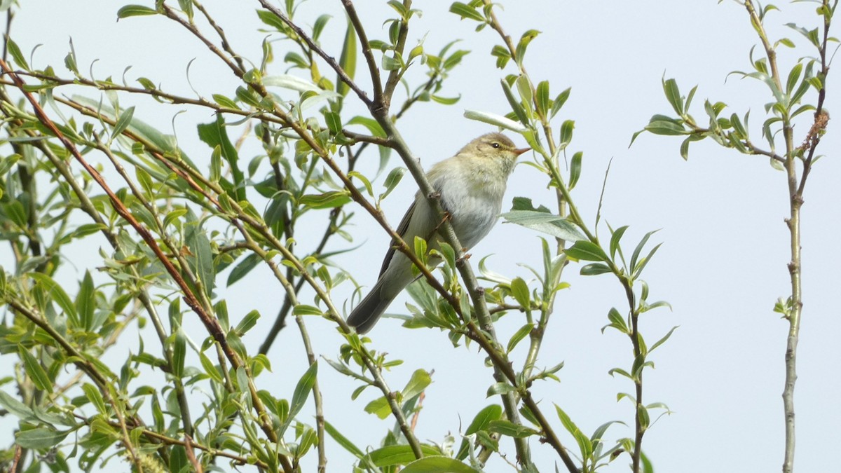 Willow Warbler - ML620547934