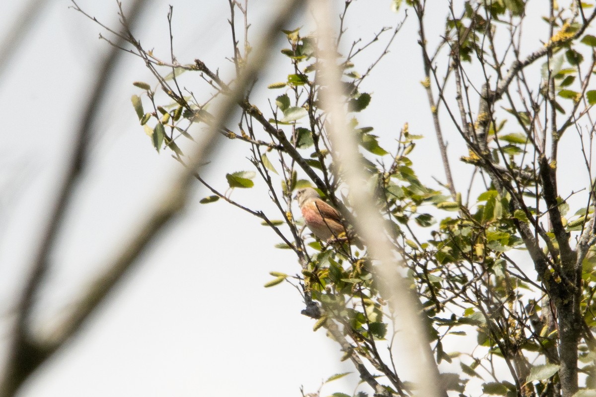 Eurasian Linnet - ML620547935