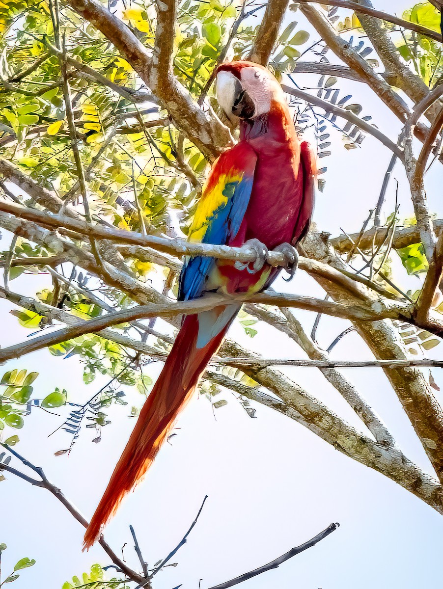 Scarlet Macaw - ML620547944