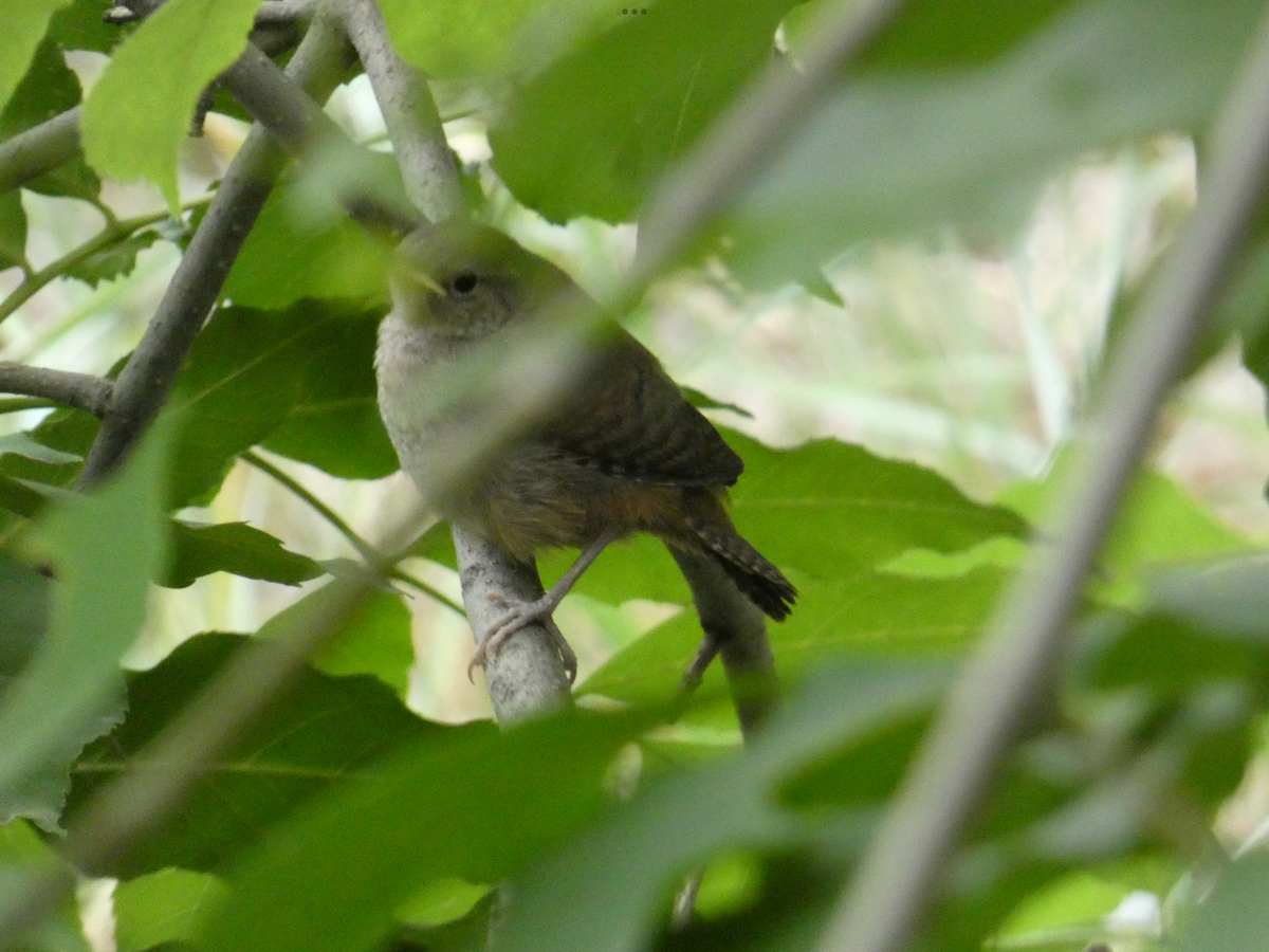 House Wren - ML620547946