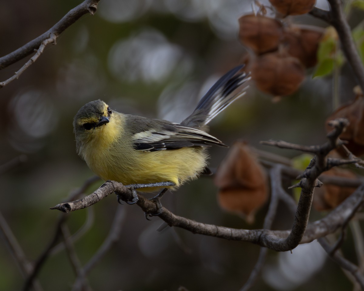 Greater Wagtail-Tyrant - ML620547947