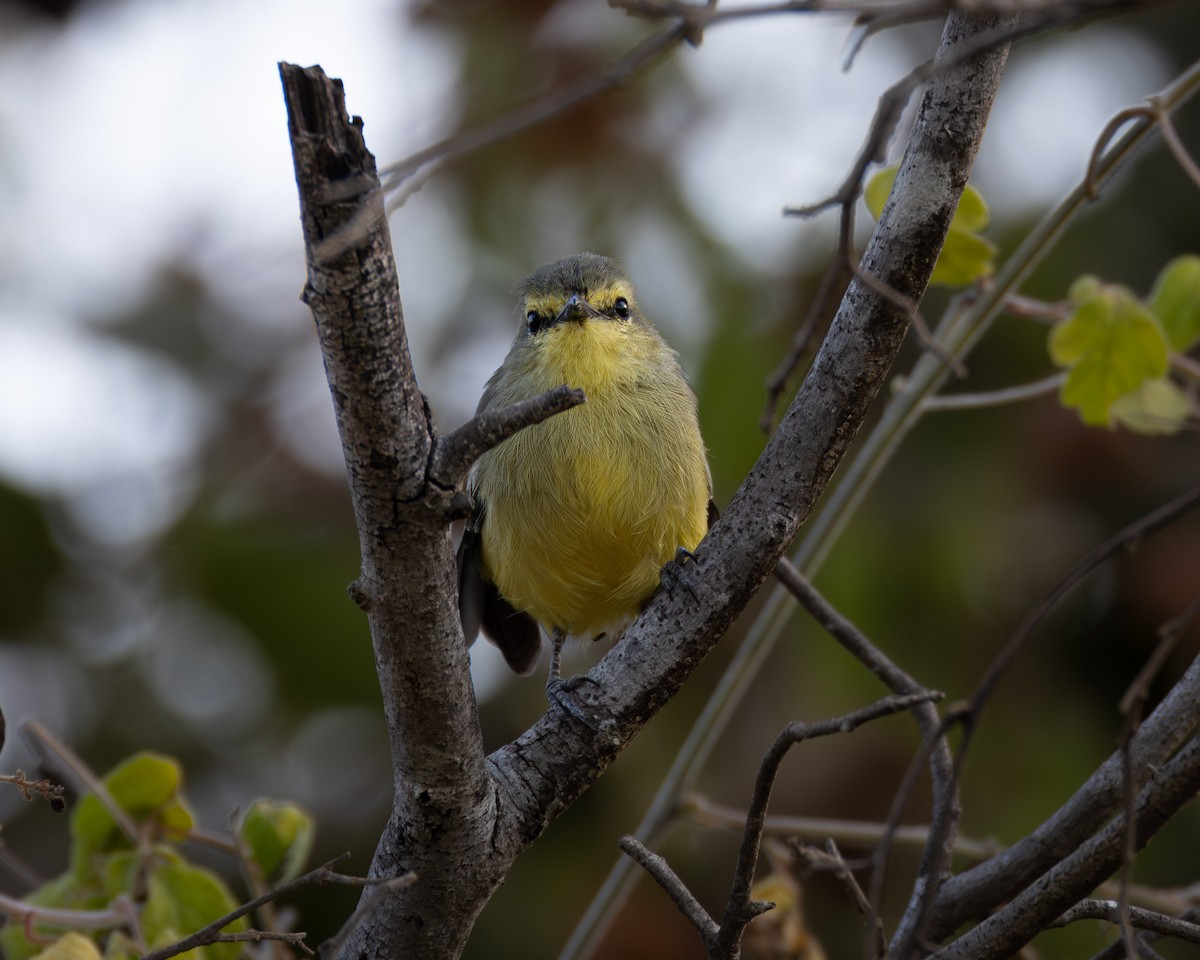 Greater Wagtail-Tyrant - ML620547948