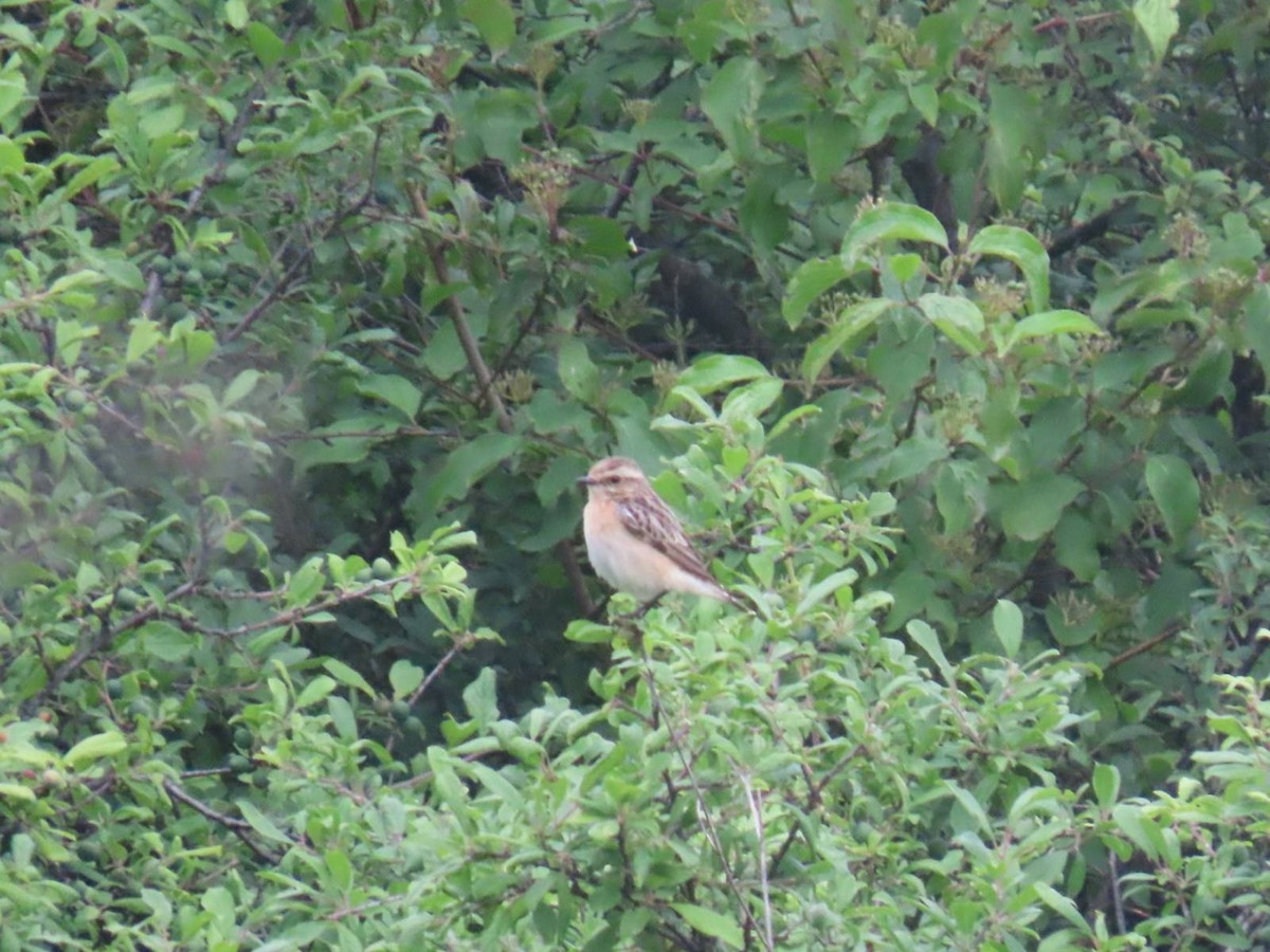 Whinchat - ML620547950