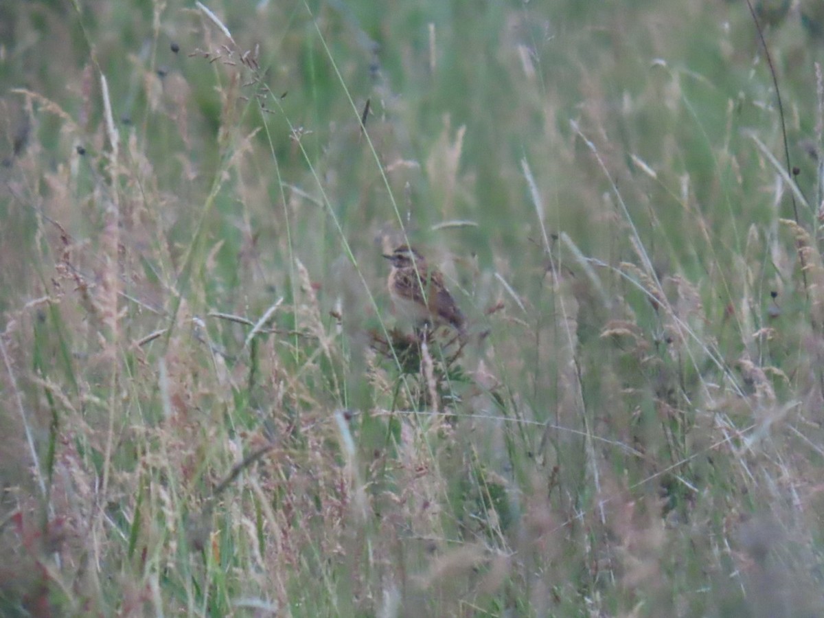 Whinchat - ML620547951