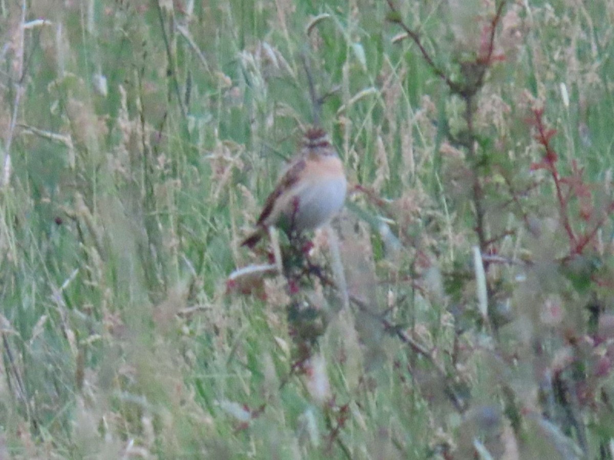 Whinchat - ML620547952
