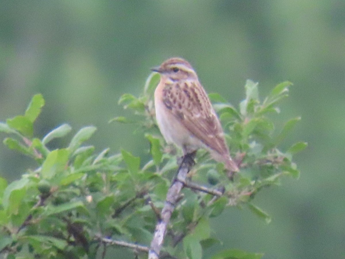 Whinchat - ML620547953