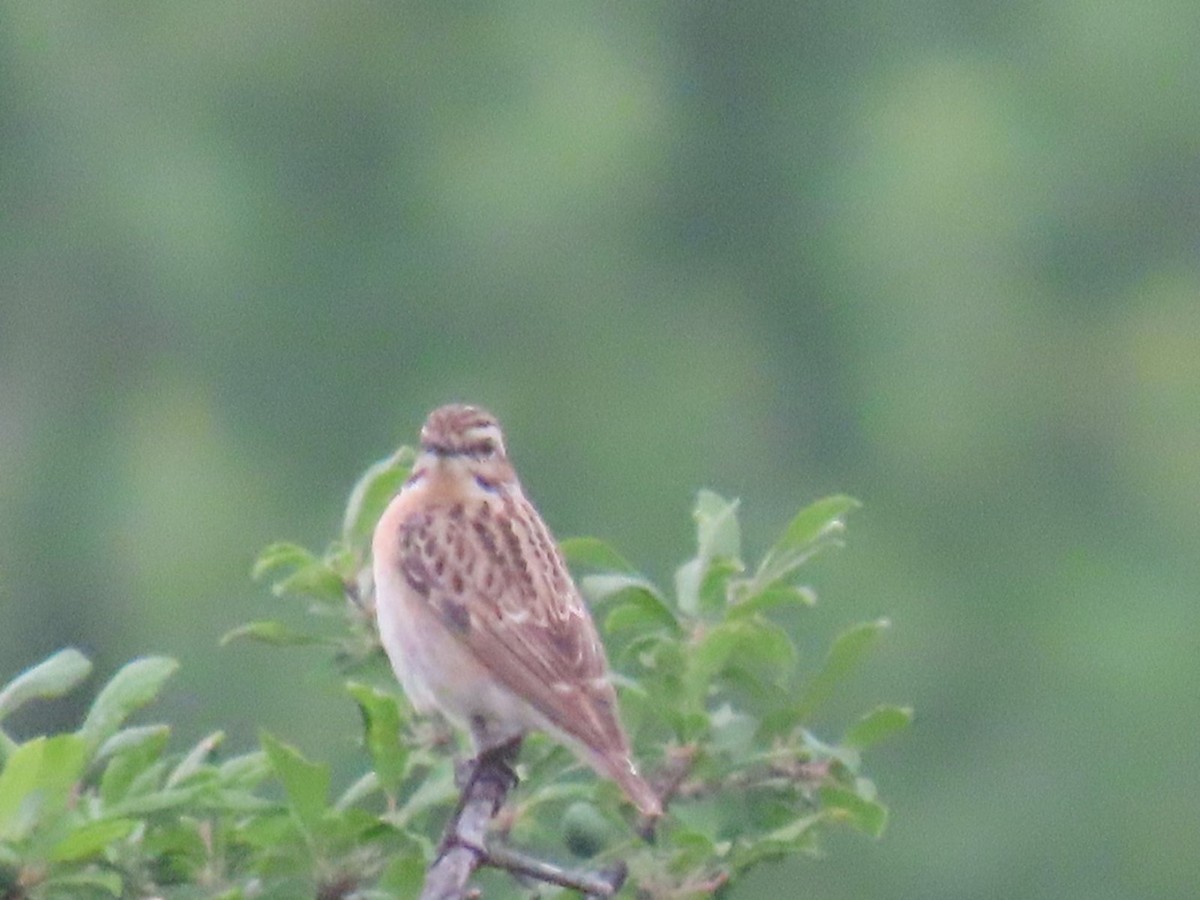 Whinchat - ML620547954