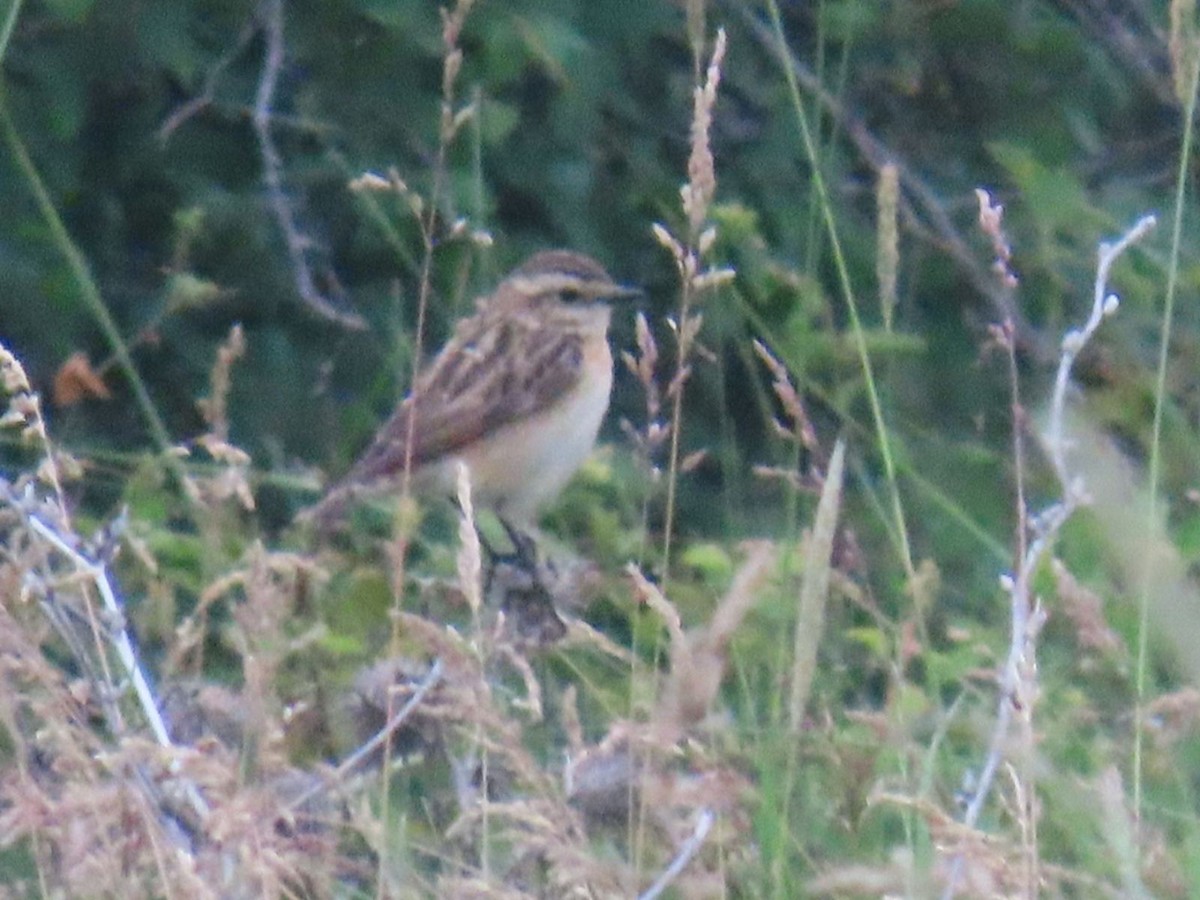 Whinchat - ML620547956