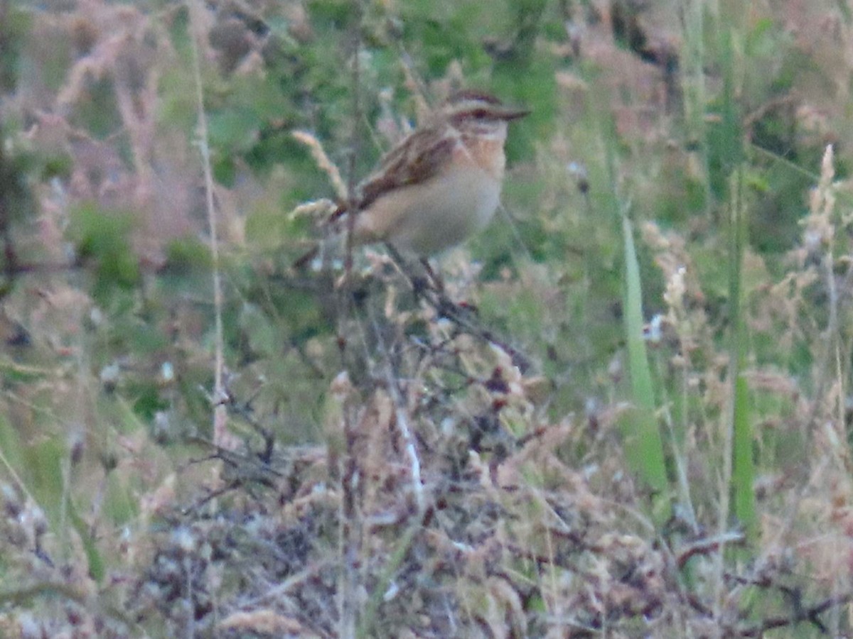 Whinchat - ML620547957