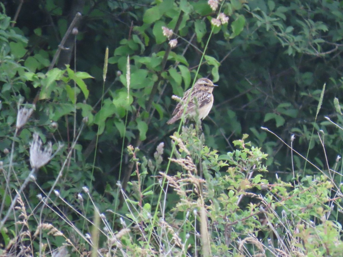 Whinchat - ML620547959