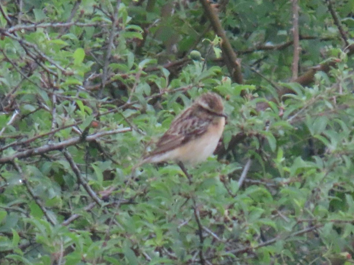 Whinchat - ML620547960