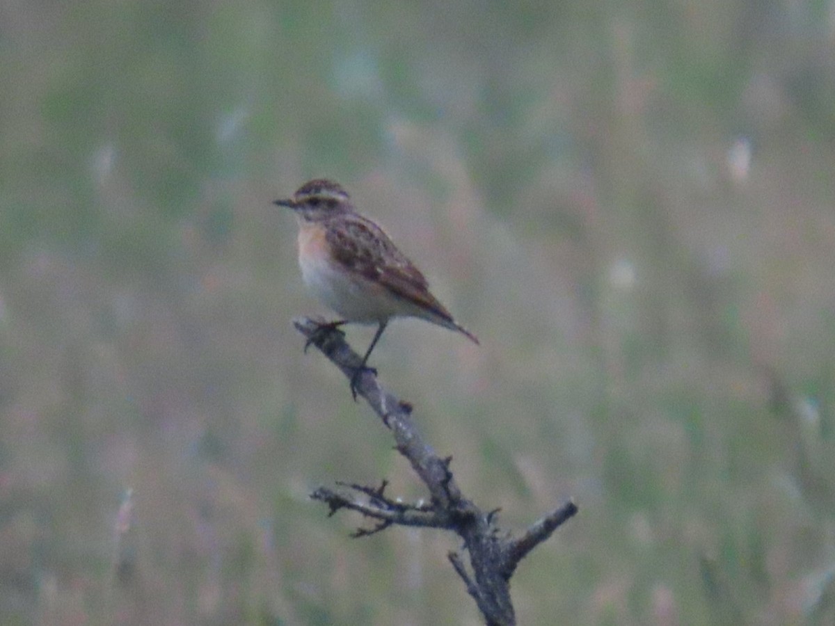 Whinchat - ML620547961