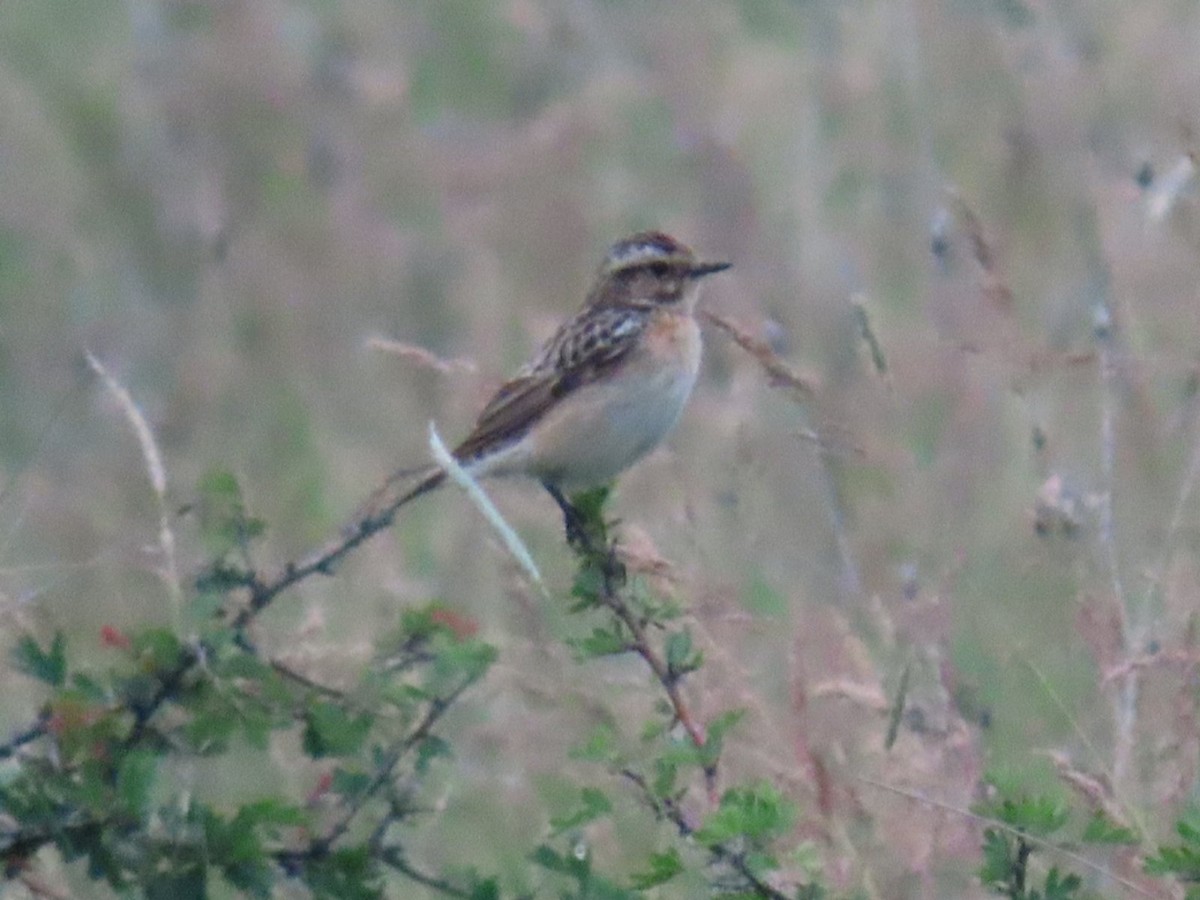 Whinchat - ML620547962