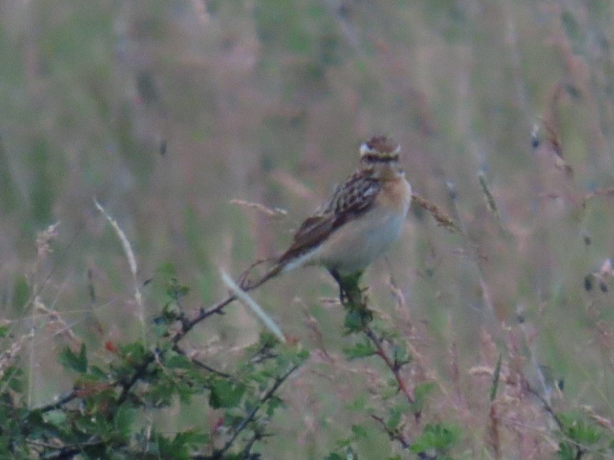 Whinchat - ML620547965