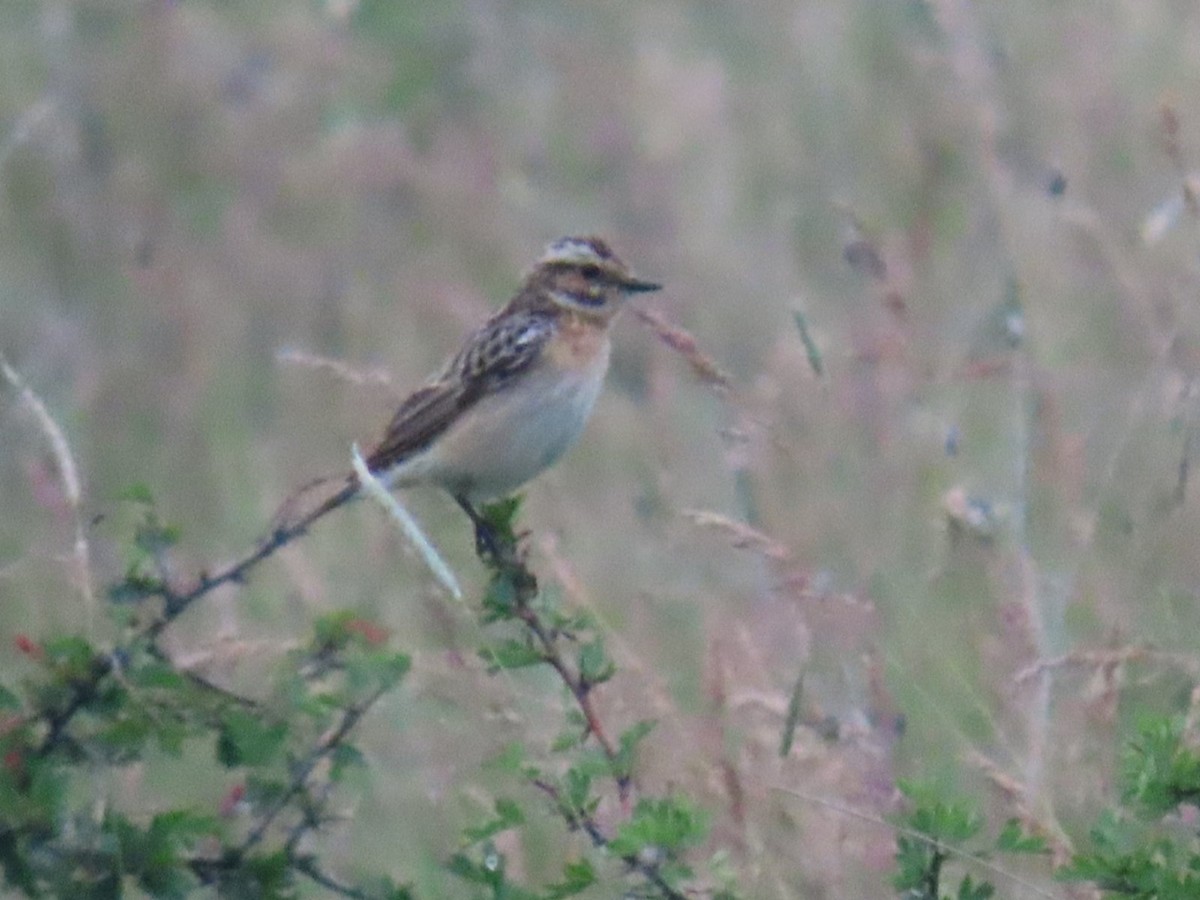 Whinchat - ML620547966