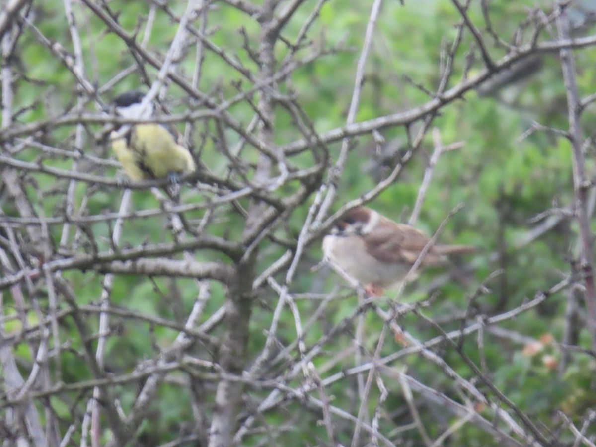 Eurasian Tree Sparrow - ML620547967