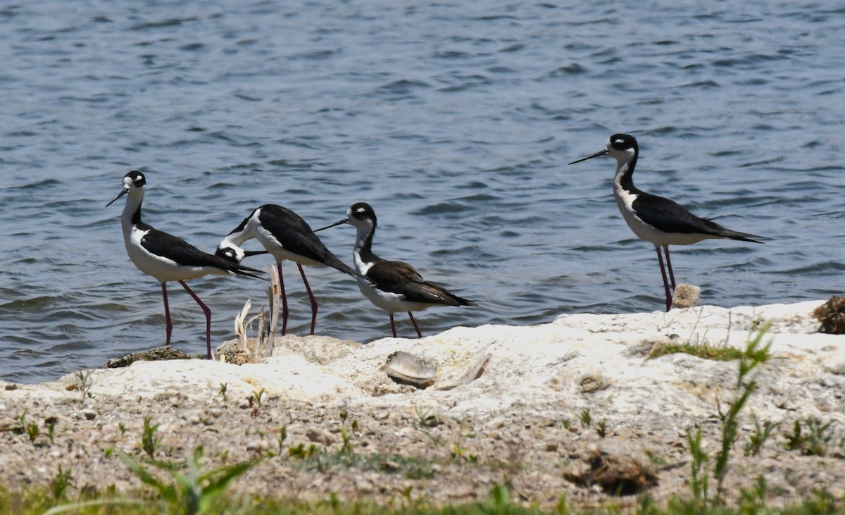 Black-necked Stilt - ML620547968