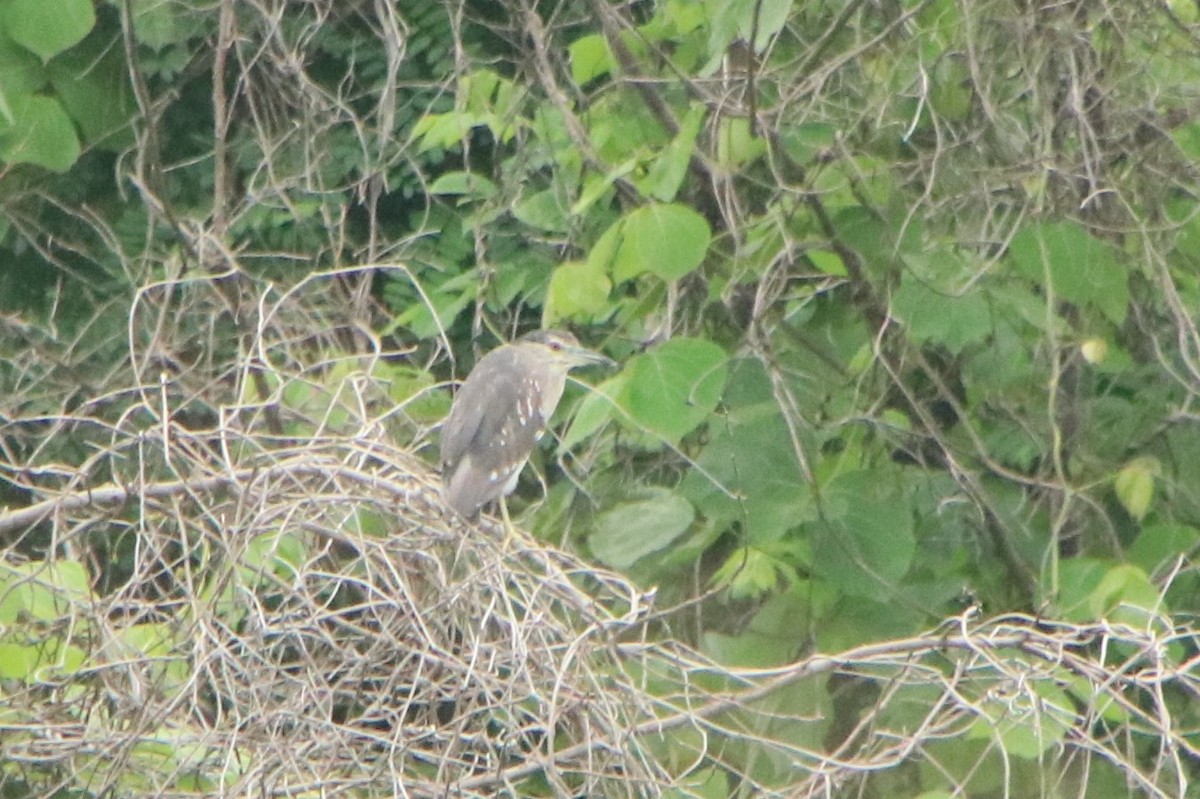 Black-crowned Night Heron (Eurasian) - ML620547972