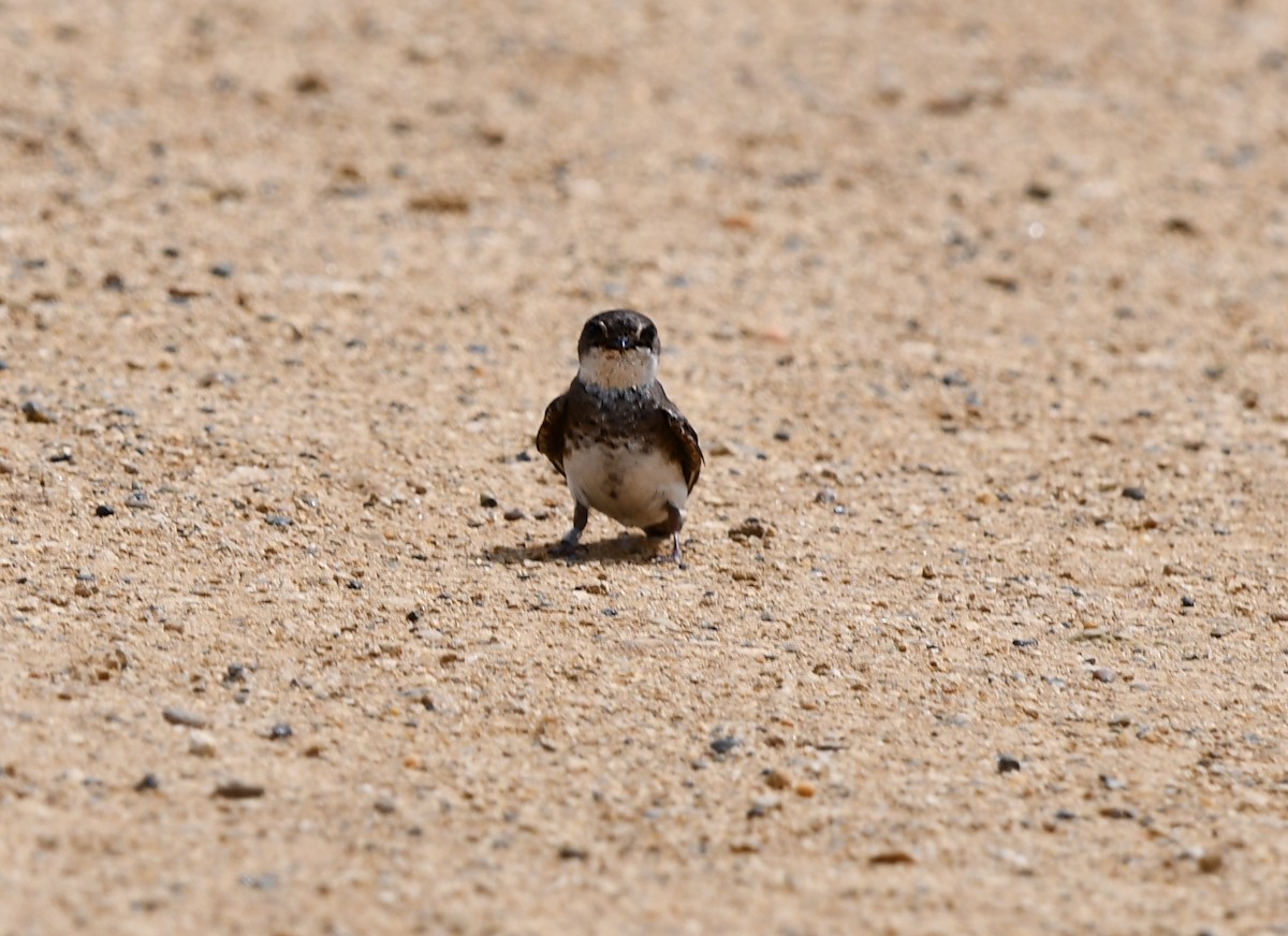 Bank Swallow - ML620547978