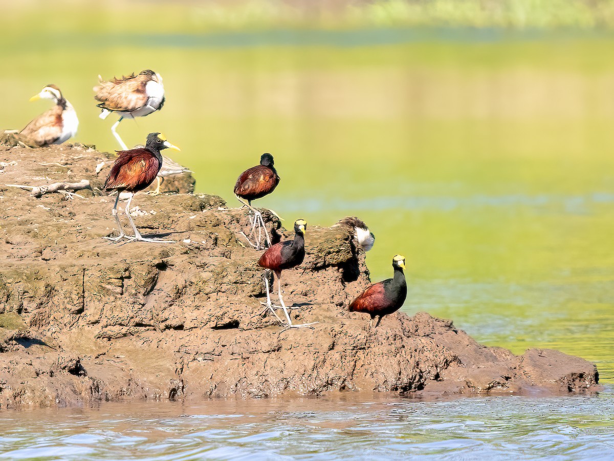 Jacana du Mexique - ML620547991