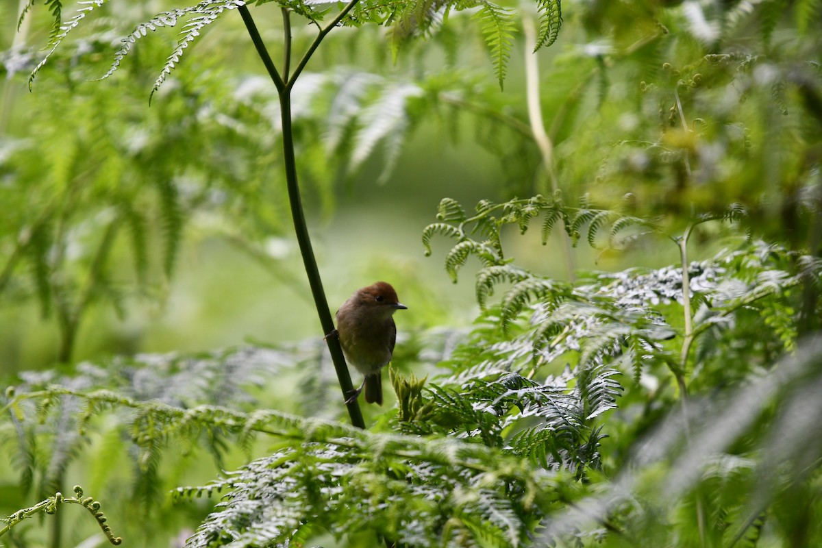 Eurasian Blackcap - ML620547992