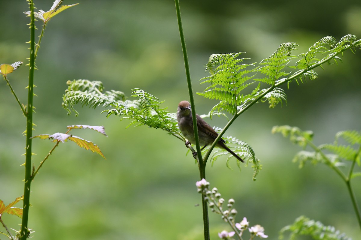 Eurasian Blackcap - ML620547993