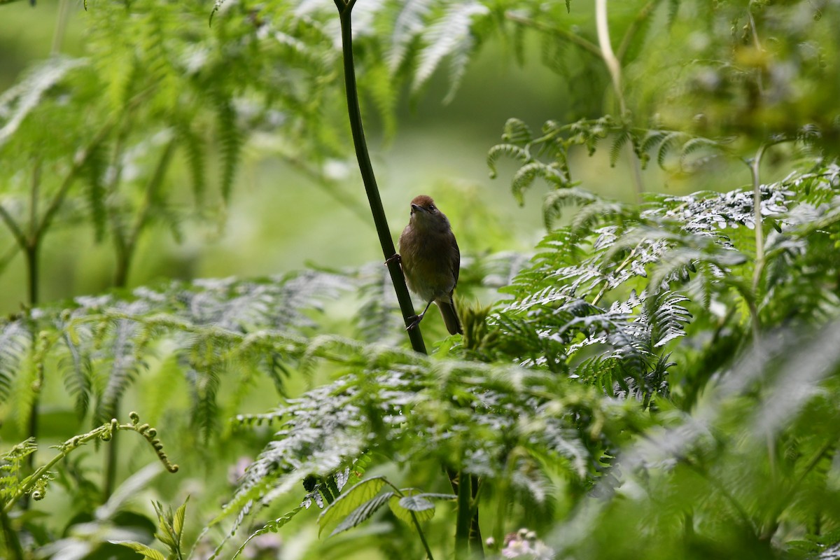 Eurasian Blackcap - ML620547995