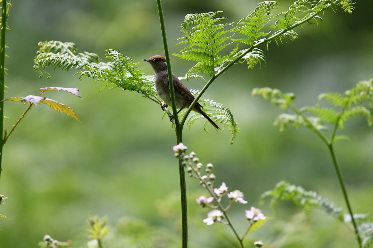 Eurasian Blackcap - ML620547996