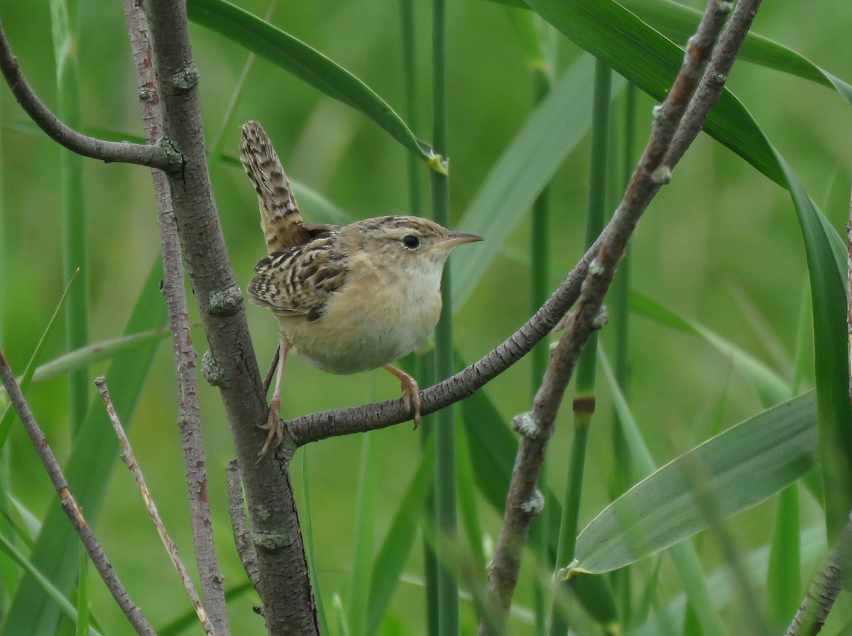 Sedge Wren - ML620548004