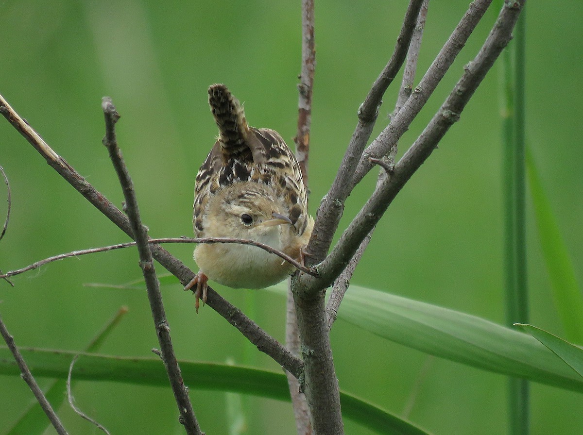 Sedge Wren - ML620548006