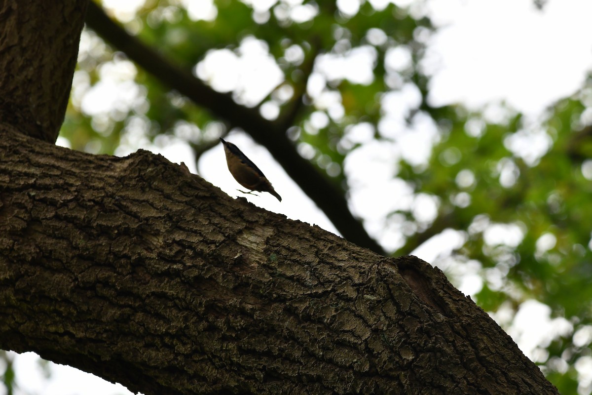 Eurasian Nuthatch - ML620548008