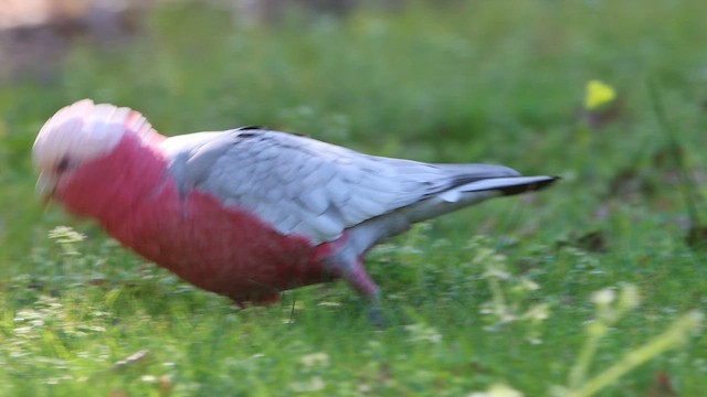 Cacatúa Galah - ML620548009