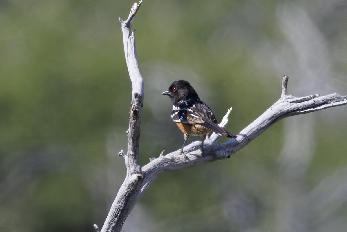 Spotted Towhee - ML620548014