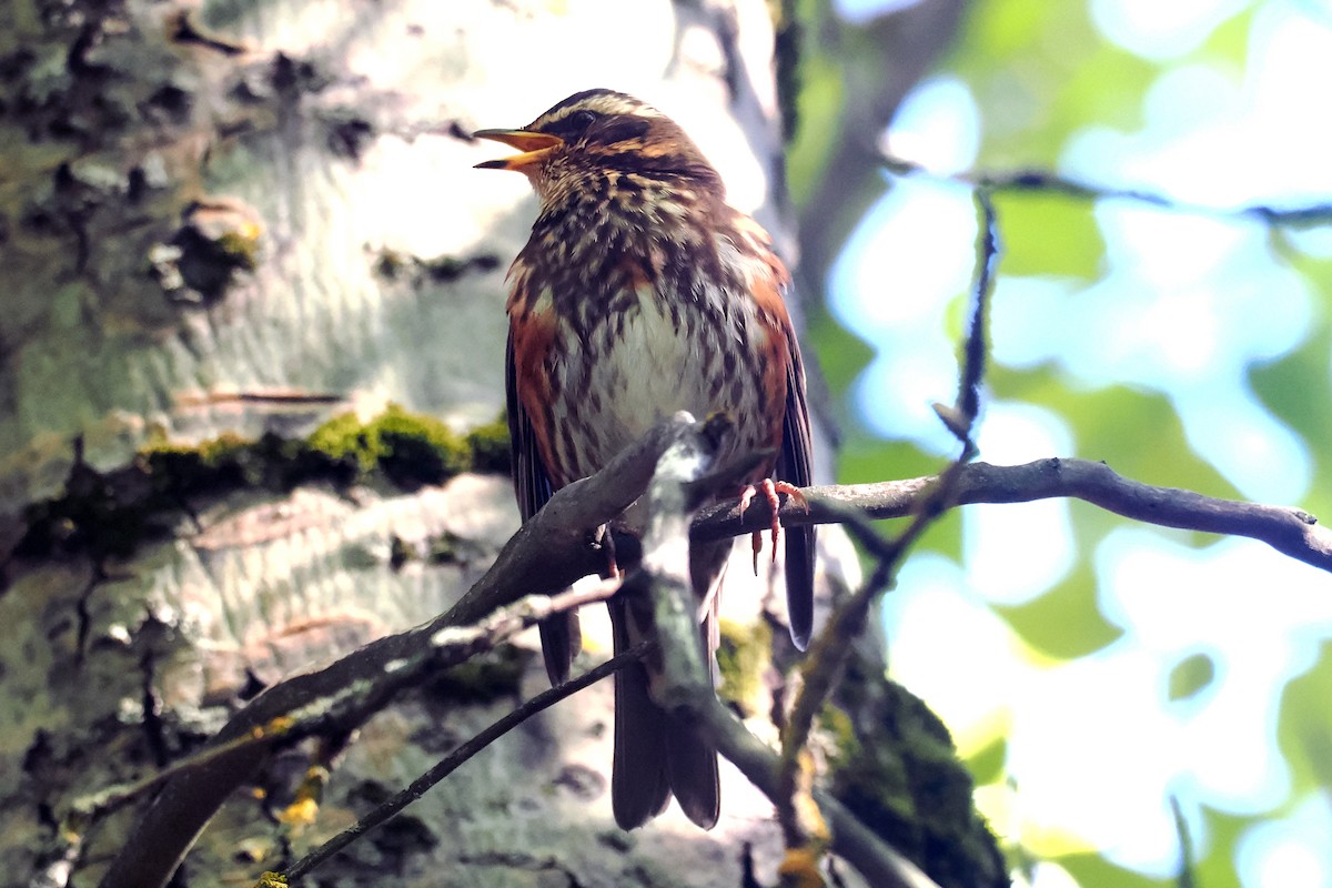 Redwing - Donna Pomeroy