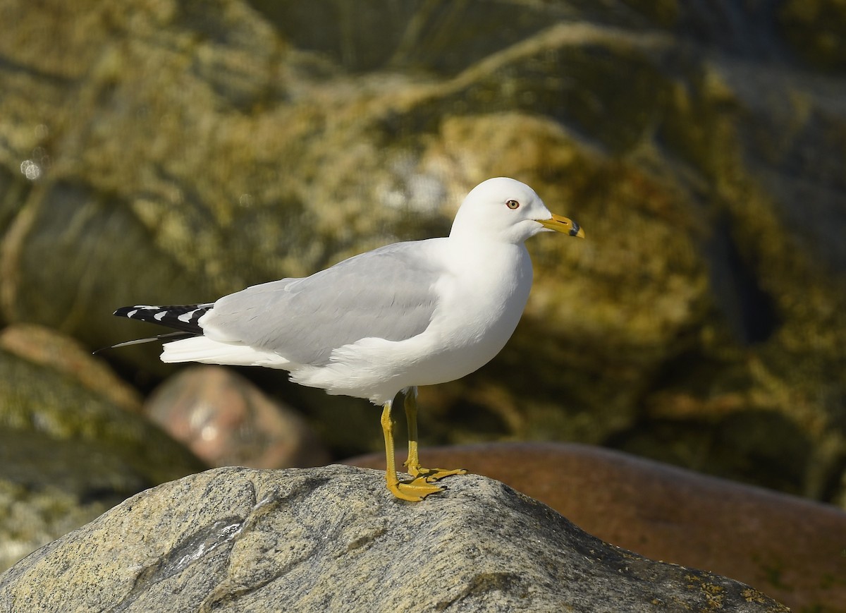 Ring-billed Gull - ML620548019