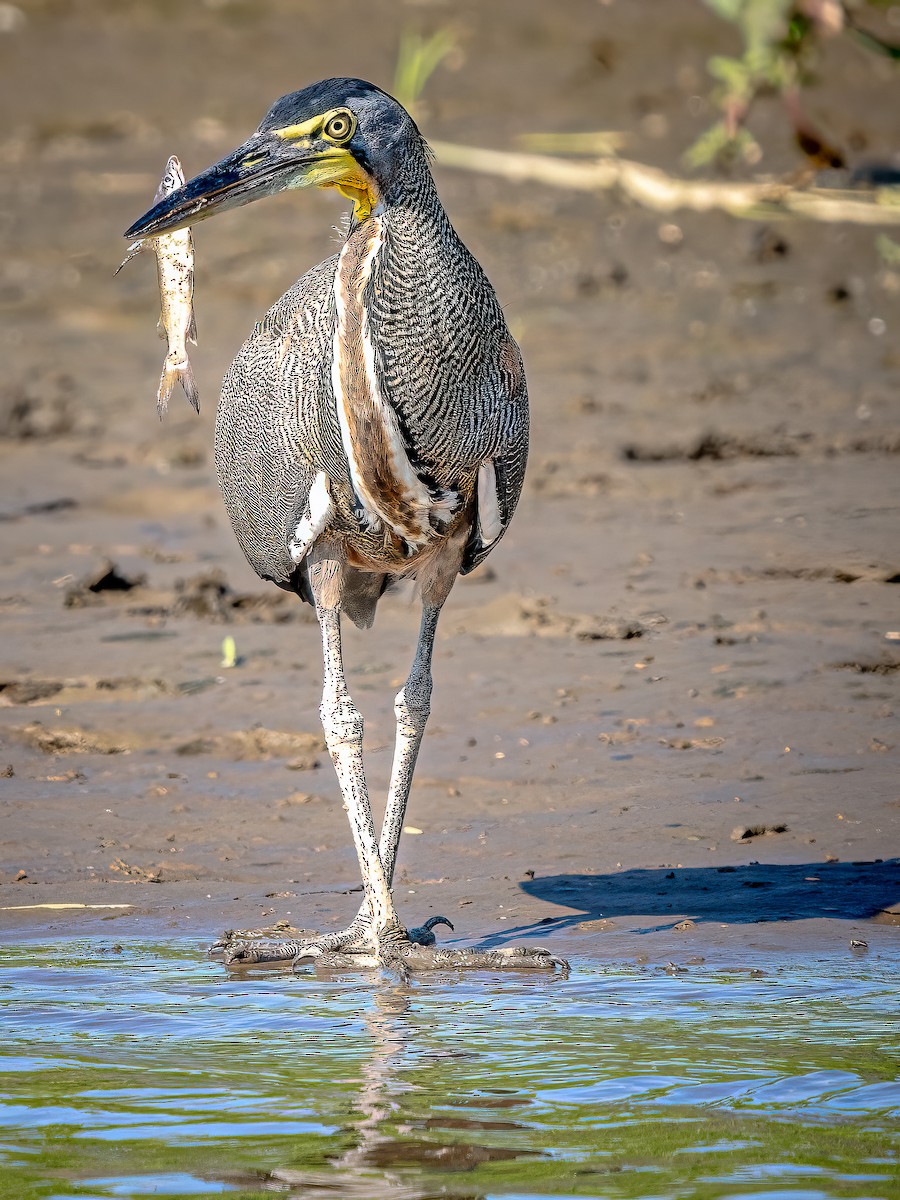 Bare-throated Tiger-Heron - ML620548021