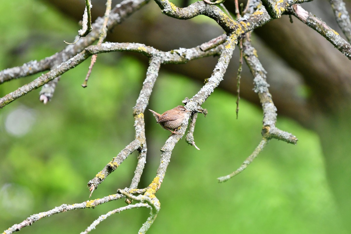 Eurasian Wren - ML620548022