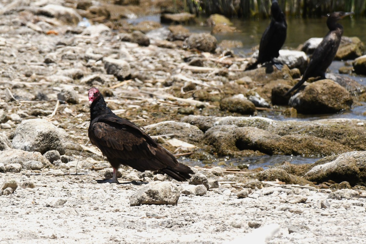 Turkey Vulture - Timothy White