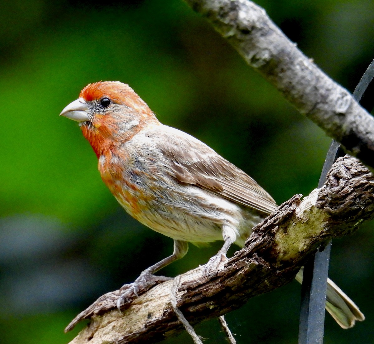 House Finch - ML620548042