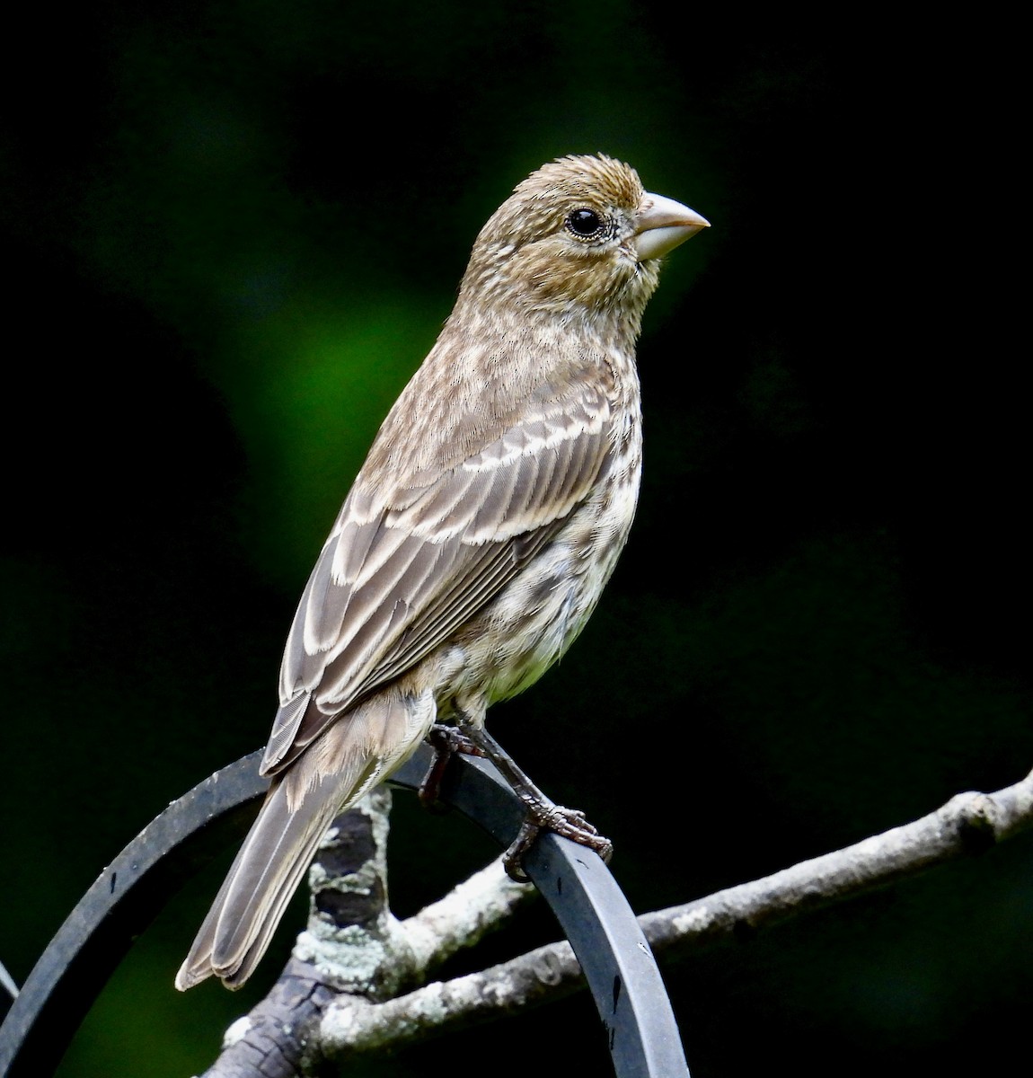 House Finch - Van Remsen