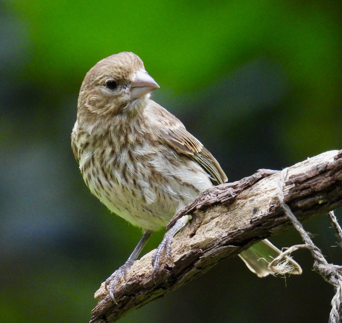 House Finch - ML620548046