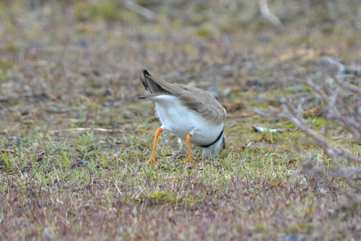 Semipalmated Plover - ML620548047