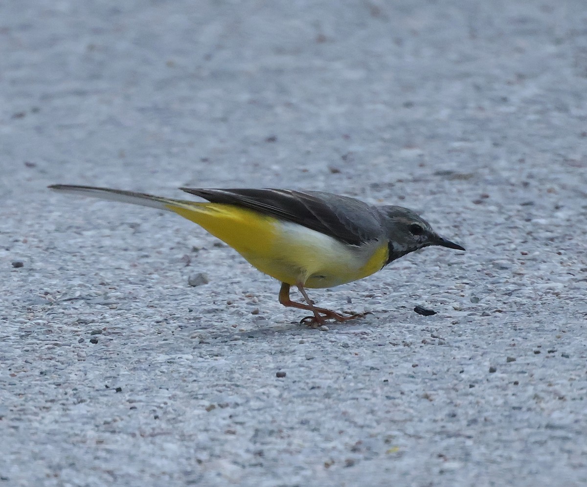 Gray Wagtail - ML620548048