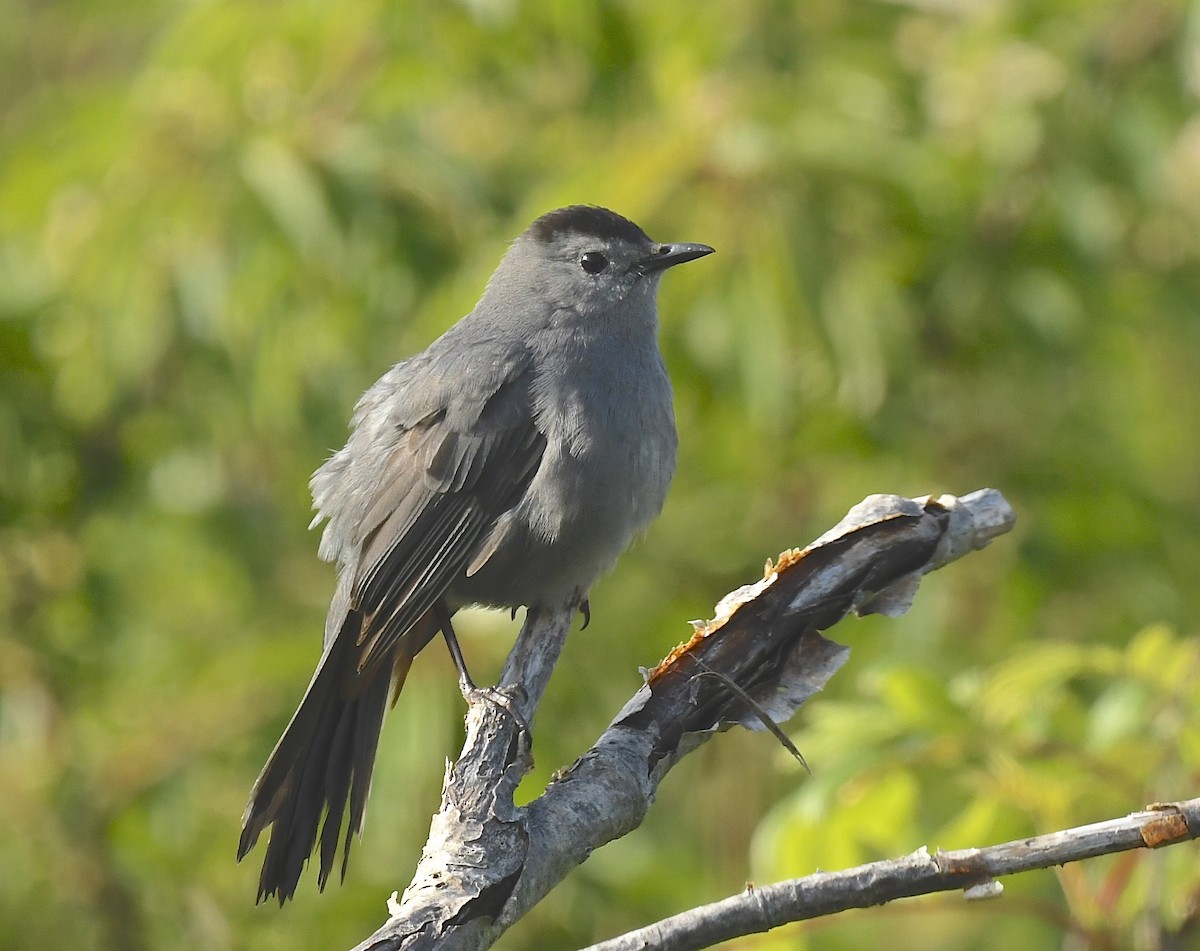 Pájaro Gato Gris - ML620548049