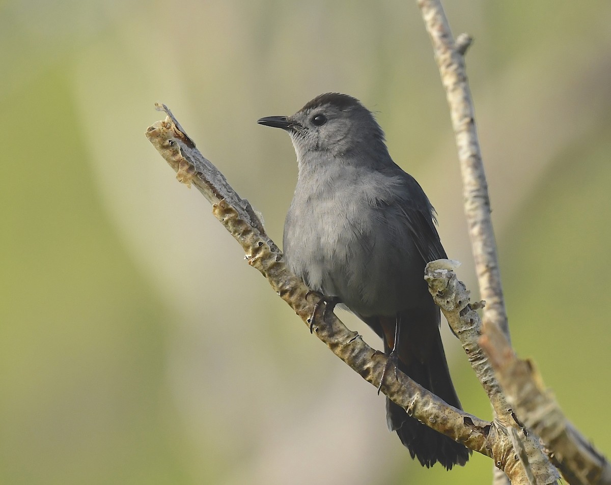 Gray Catbird - ML620548050