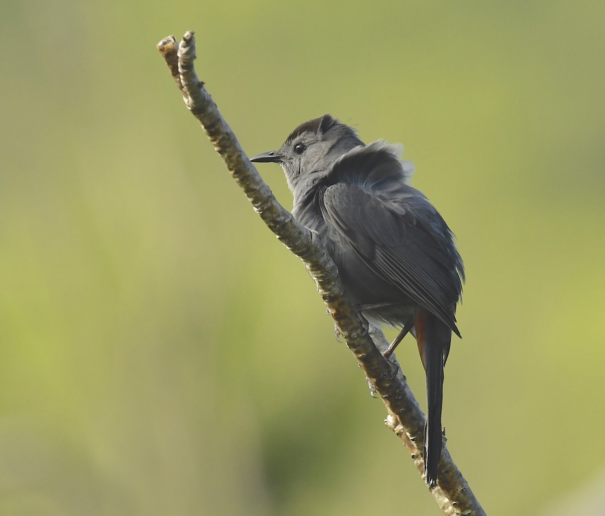 Gray Catbird - ML620548051