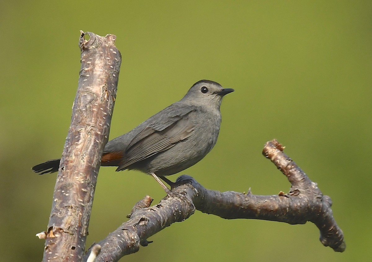 Gray Catbird - ML620548052