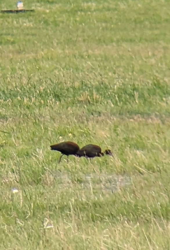 White-faced Ibis - ML620548067