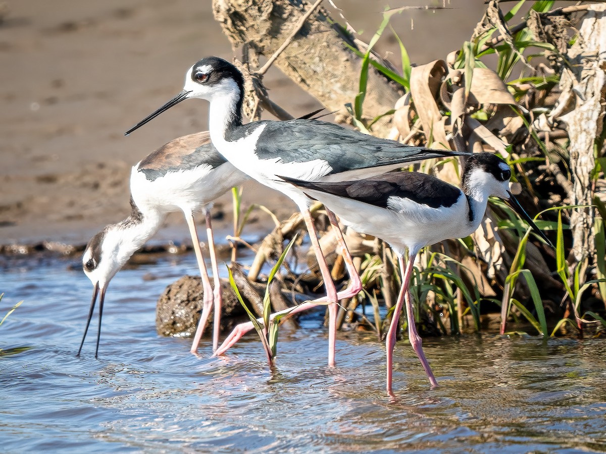 Black-necked Stilt - ML620548068