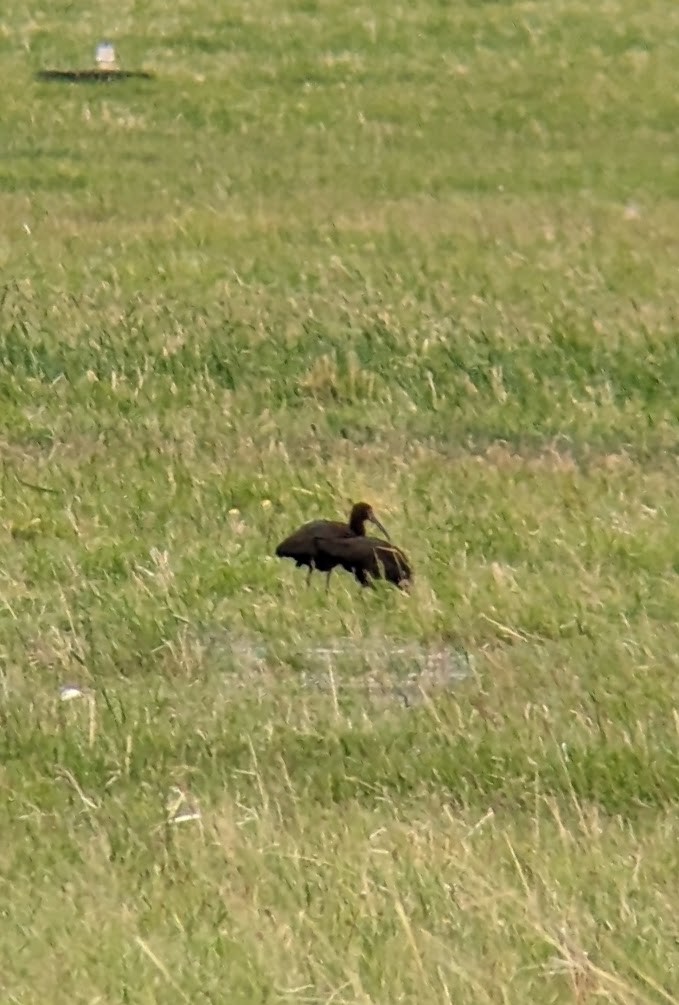 White-faced Ibis - ML620548070